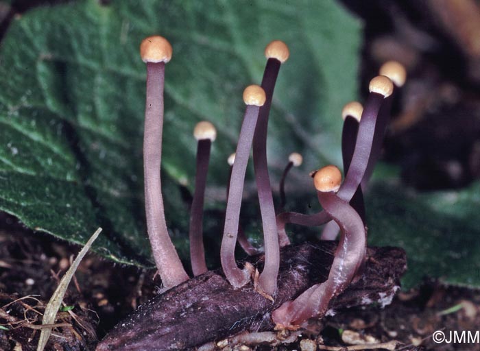 Claviceps purpurea = Ergot de seigle